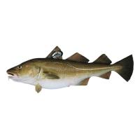 Bacalao Skrei 4-6 kg E.NATUR MSC, pieza al peso aprox. 5 kg Bacalao Skrei 4-6 kg E.NATUR MSC, pieza al peso aprox. 5 kg