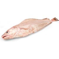 Botola-Locha, al peso, compra mínima 500 g