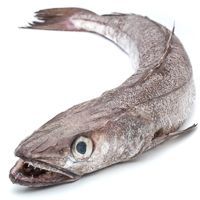 Merluza, pieza al peso aprox. 1.5 kg