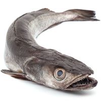 Amuko legatz handia, pieza pisura gutxi gorabehera 2 kg Amuko legatz handia, pieza pisura gutxi gorabehera 2 kg