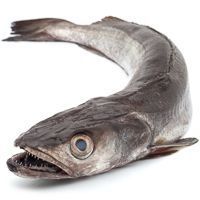 Amuko legatza, pieza pisura gutxi gorabehera 1.75 kg Amuko legatza, pieza pisura gutxi gorabehera 1.75 kg