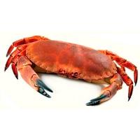 Buey fresco cocido, pieza aprox. 500 g