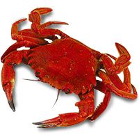 Nécoras frescas cocidas, al peso, compra mínima 500 g