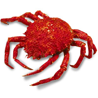 Centollo fresco cocido, pieza aprox. 600 g