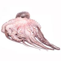 Pulpo grande, pieza al peso aprox. 2.5 kg