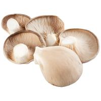 Seta ostra EROSKI, bandeja 200 g