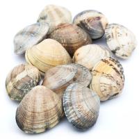 Almeja japónica marinera, al peso, compra mínima 500 g