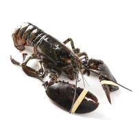 Bogavante de Canadá, pieza aprox. 500 g