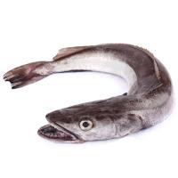 Amuko legatza, (1-2 kg), pieza pisura gutxi gorabehera 1.8 kg Amuko legatza, (1-2 kg), pieza pisura gutxi gorabehera 1.8 kg