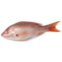 Pargo entero y limpio de crianza, al peso, compra mínima 800 g Pargo entero y limpio de crianza, al peso, compra mínima 800 g
