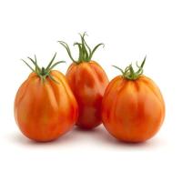 Tomate VOLLEY, al peso, compra mínima 500 g Tomate VOLLEY, al peso, compra mínima 500 g
