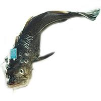 Bacalao salvaje 1-3, pieza al peso aprox. 1.75 kg Bacalao salvaje 1-3, pieza al peso aprox. 1.75 kg