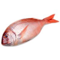 Pargo de cultivo, pieza 1-2 kg al peso aprox. Pargo de cultivo, pieza 1-2 kg al peso aprox.