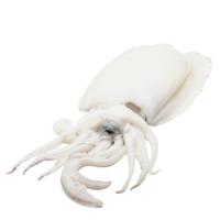 Sepia limpia, al peso, compra mínima 500 g